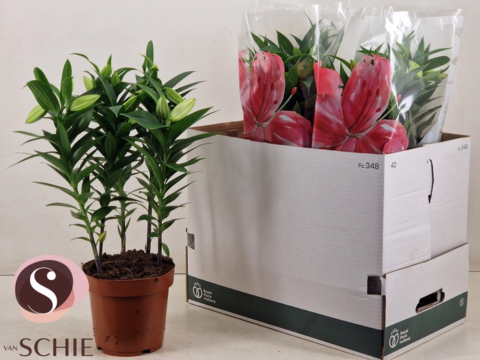 <h4>LIL OR ENTERTAINER</h4>