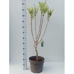 Syringa vulg. 'Mme Florent Stepman'
