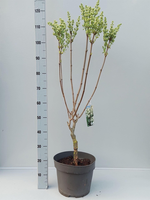 <h4>Syringa vulg. 'Mme Florent Stepman'</h4>