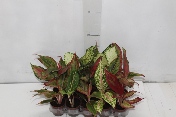 <h4>AGLAONEMA VARIADA P06</h4>
