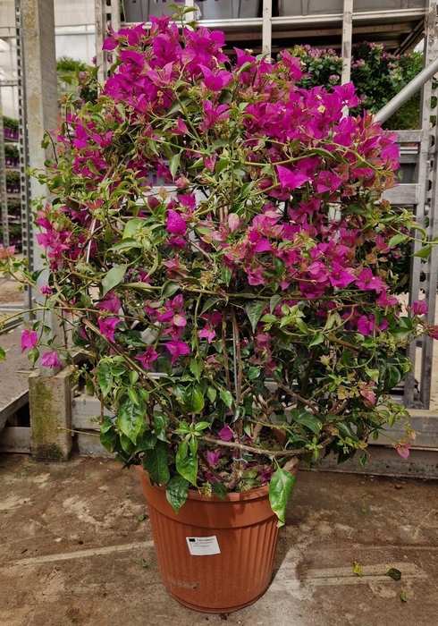 <h4>BOUGAINV OV</h4>