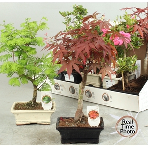 BONSAI GEM