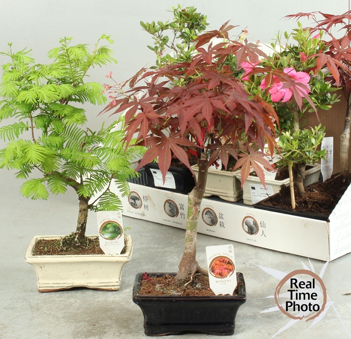 <h4>BONSAI GEM</h4>