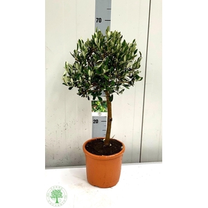 OLEA EUROPAEA