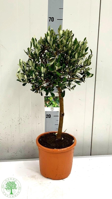 <h4>OLEA EUROPAEA</h4>