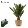 Cycas Revoluta 12 cm Decorum, 6+ veren in Hanoi mand wit