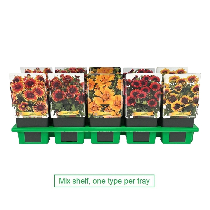 <h4>Gaillardia</h4>