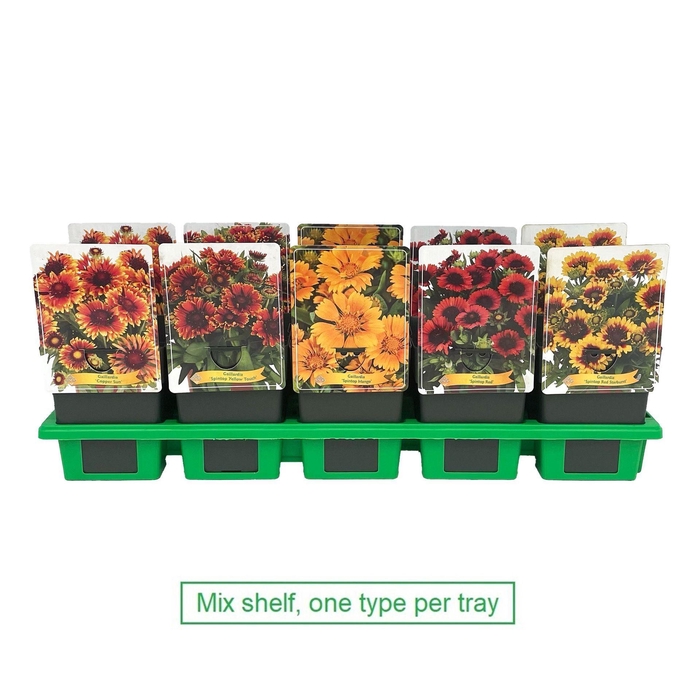 <h4>Gaillardia</h4>