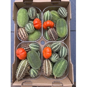 Sierfruit Bak