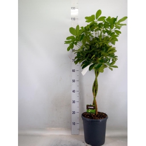 Schefflera arbor. 'Compacta'