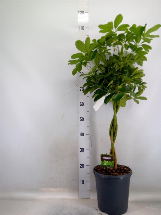 <h4>Schefflera arbor. 'Compacta'</h4>