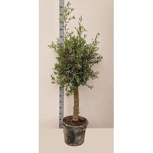 OLEA EUROPAEA
