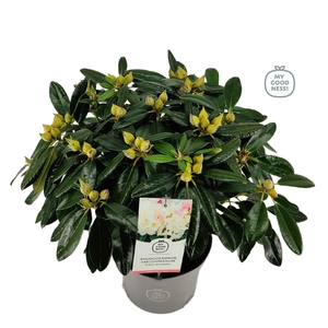 Rhododendron hybr. 'Percy Wiseman' C5 40-50