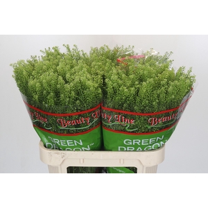 Lepidium Green Dragon