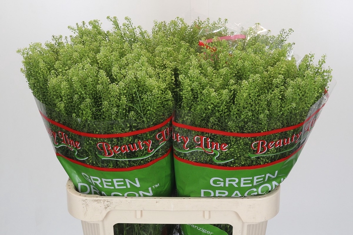 <h4>Lepidium Green Dragon</h4>