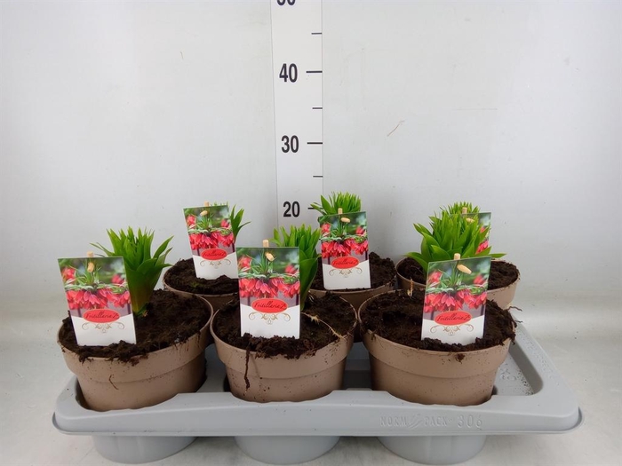 <h4>Fritillaria imper. 'Aurora'</h4>