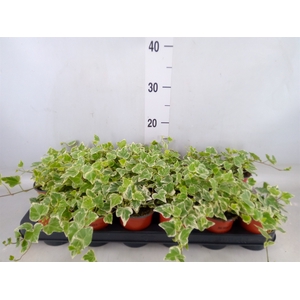 Hedera helix 'White Wonder'