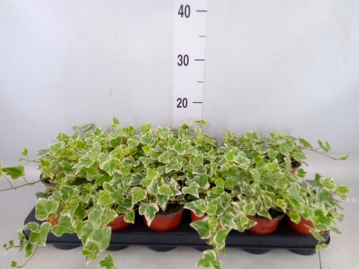 <h4>Hedera helix 'White Wonder'</h4>