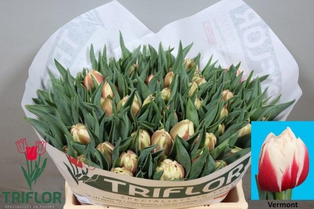 <h4>TU DU VERMONT</h4>