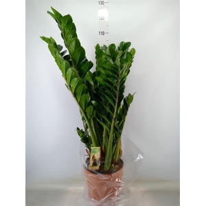 Zamioculcas zamiifolia