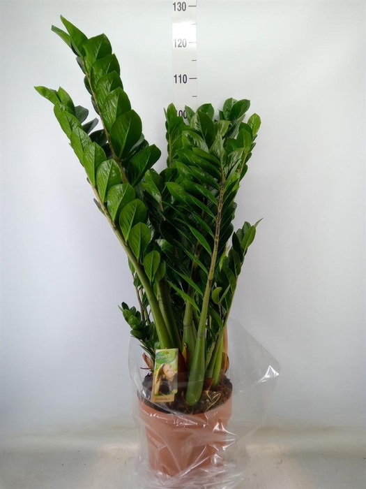 <h4>Zamioculcas zamiifolia</h4>