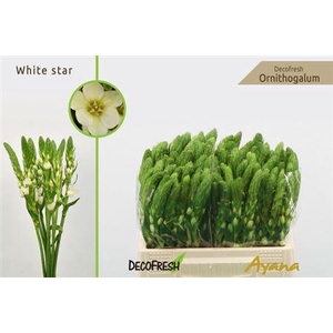 Ornit Thy White Star