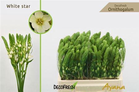 <h4>Ornit Thy White Star</h4>