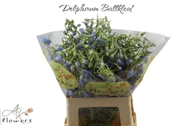 <h4>DELPH EN BALLKLEID</h4>