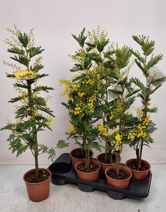 <h4>MIMOSA PUDICA</h4>