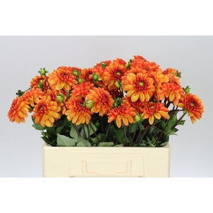 Dahlia American Sun