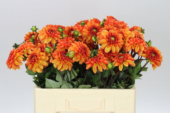 <h4>Dahlia American Sun</h4>