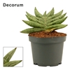 Sansevieria Artistic Fan 9 cm (Decorum)