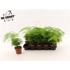 Aspar Setaceus