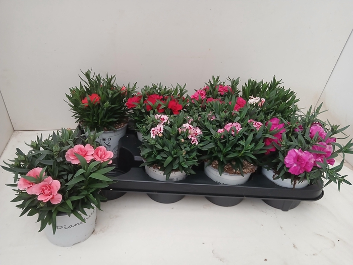 <h4>DIAN MIXKAR 7 KLEUR</h4>