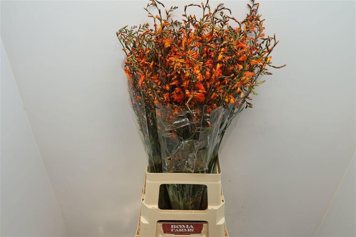 <h4>CROCOS LUCIFER</h4>