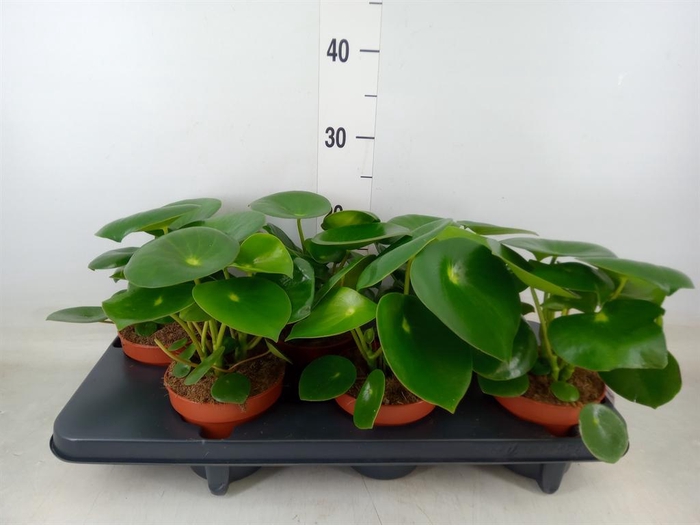 <h4>Peperomia polybotrya 'Raindrop'</h4>