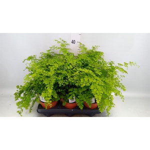 Adiantum raddi. 'Fragrans'