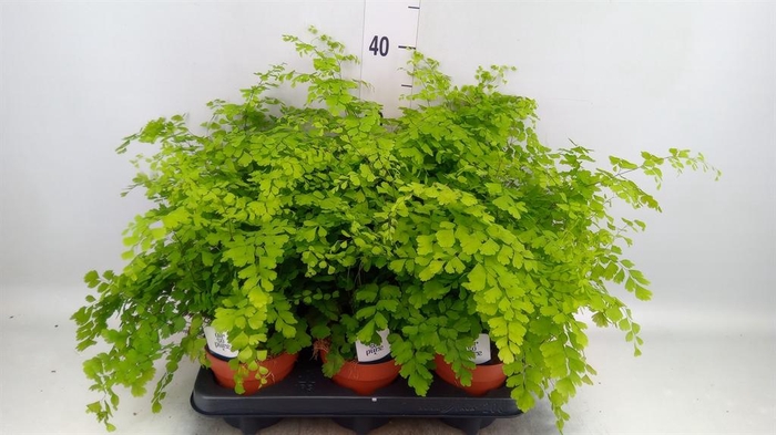 <h4>Adiantum raddi. 'Fragrans'</h4>