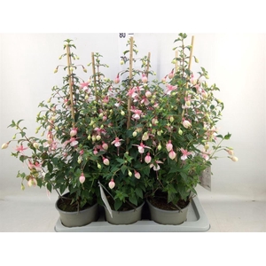 Fuchsia  'Rosalien'