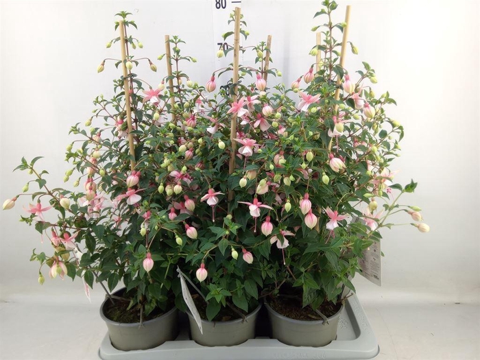 <h4>Fuchsia  'Rosalien'</h4>