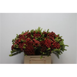 Kaaps Brunia Albiflora M Red