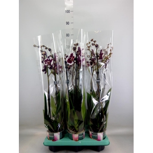Phalaenopsis   ...