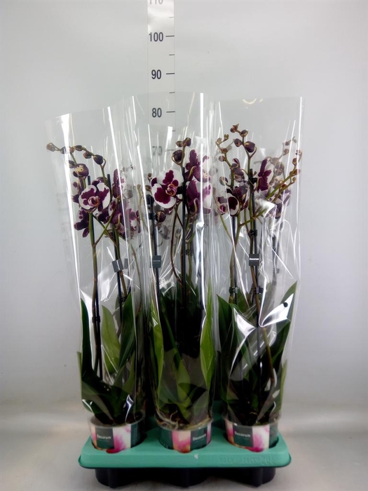 <h4>Phalaenopsis ...</h4>