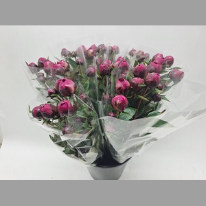 Mono Pioen Red Sarah Bernard X5