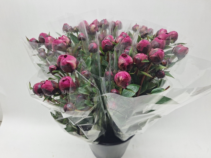 <h4>Mono Pioen Red Sarah Bernard X5</h4>