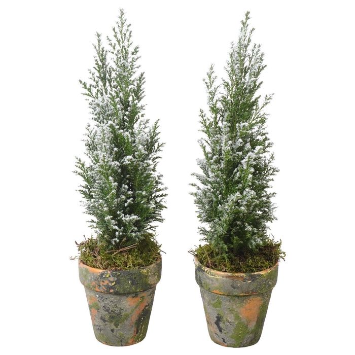 <h4>PTK25164 Ellwoodii met sneeuw in terracotta pot</h4>