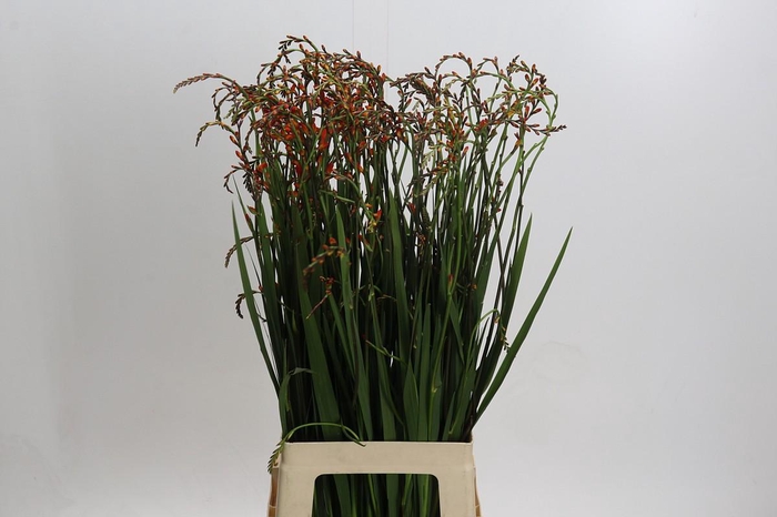 <h4>Crocosmia Red King</h4>