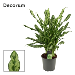 Aglaonema overig