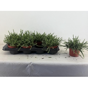 RHIPSALIS BACCIFERA