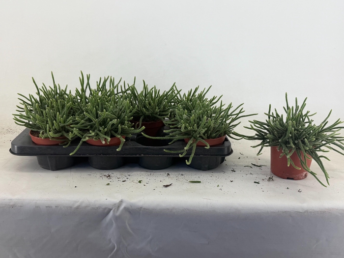 <h4>RHIPSALIS BACCIFERA</h4>